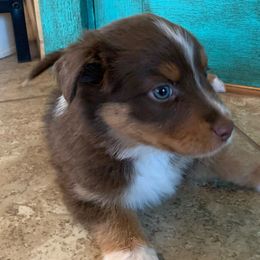 Sage [Red Tri Female, with Tail] - Miniature Australian Shepherd puppy from Starry-Eyed Mini Aussies with Tails